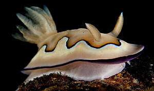 Chromodoris Coi. by Charles Wright 